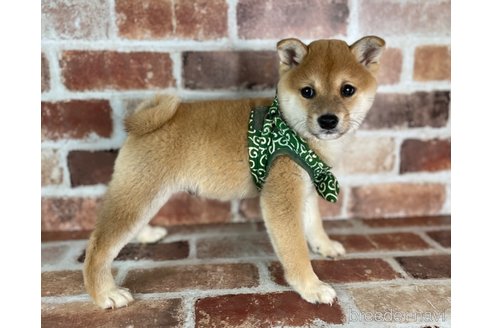 成約済の福岡県の豆柴-282919の4枚目