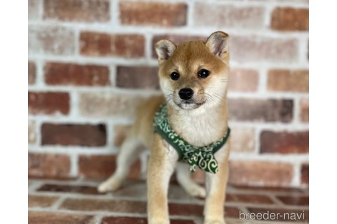 成約済の福岡県の豆柴-282919の5枚目