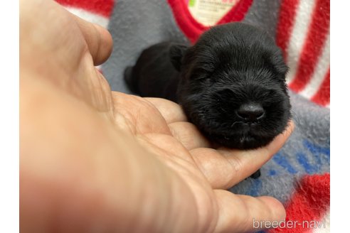 成約済の広島県のミニチュアシュナウザー-286402の15枚目