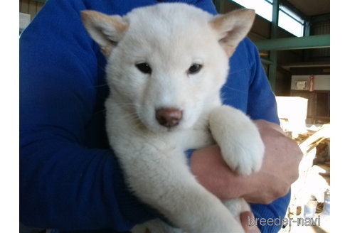 成約済の埼玉県の柴犬-279748の7枚目