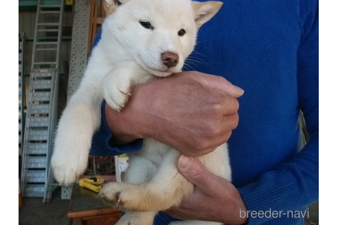 成約済の埼玉県の柴犬-279748の4枚目