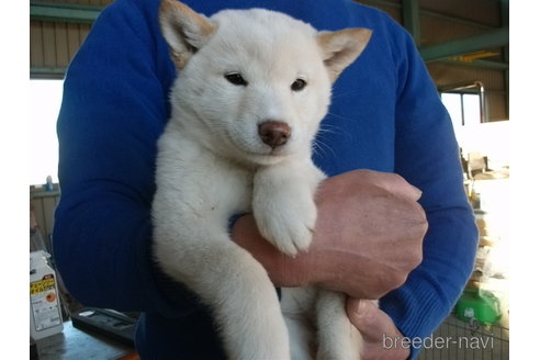 成約済の埼玉県の柴犬-279748の3枚目