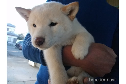 成約済の埼玉県の柴犬-279748の2枚目