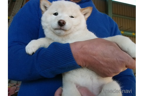 成約済の埼玉県の柴犬-279746の9枚目