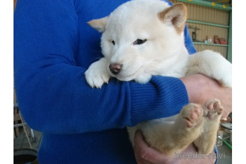 成約済の埼玉県の柴犬-279746の4枚目