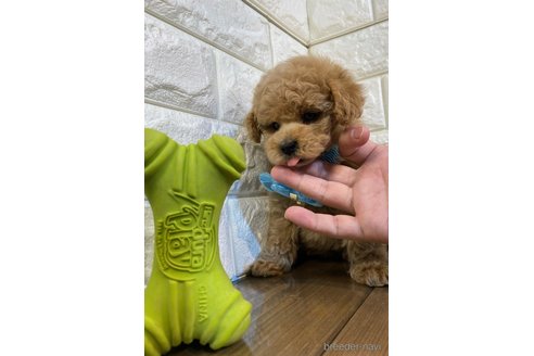 成約済の茨城県のトイプードル-286471の3枚目