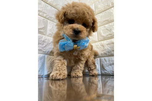 成約済の茨城県のトイプードル-286471の4枚目