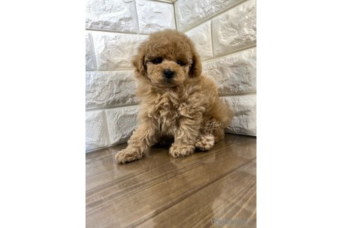 成約済の茨城県のトイプードル-286471の5枚目