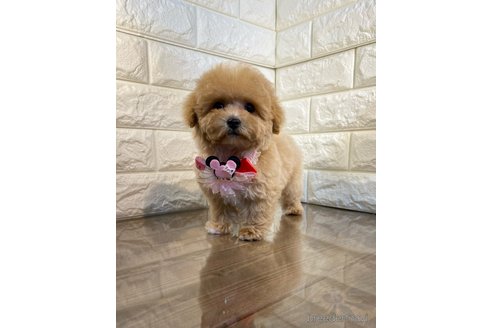 成約済の茨城県のトイプードル-286476の2枚目