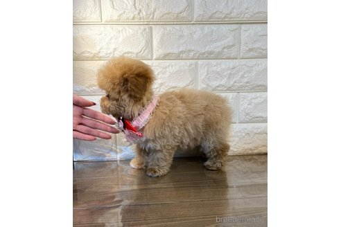 成約済の茨城県のトイプードル-286476の3枚目