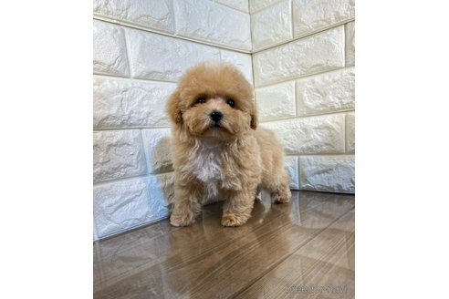 成約済の茨城県のトイプードル-286476の4枚目