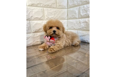 成約済の茨城県のトイプードル-286476の5枚目