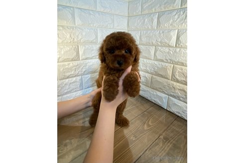 成約済の茨城県のトイプードル-286484の5枚目