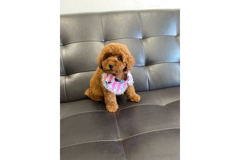 成約済の茨城県のトイプードル-286484の3枚目