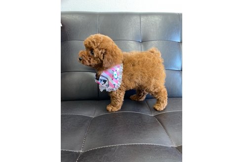 成約済の茨城県のトイプードル-286484の4枚目