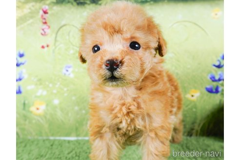 成約済の茨城県のトイプードル-286496の3枚目