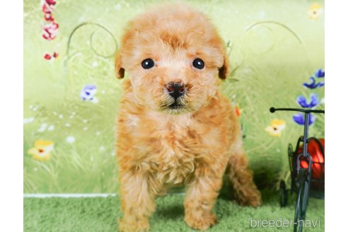 成約済の茨城県のトイプードル-286496の4枚目