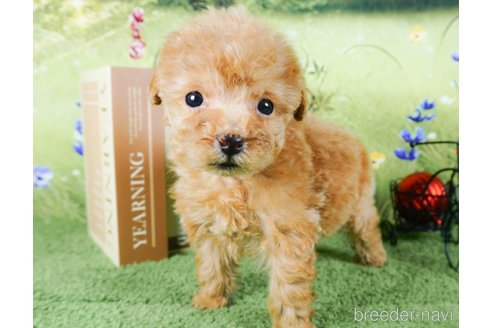 成約済の茨城県のトイプードル-286496の5枚目