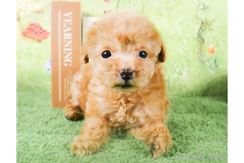 成約済の茨城県のトイプードル-286496の1枚目