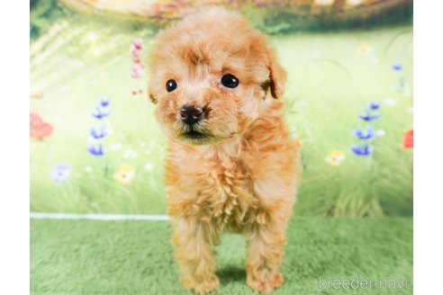 成約済の茨城県のトイプードル-286496の2枚目