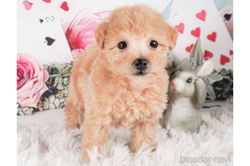 成約済の茨城県のタイニープードル-286502の3枚目