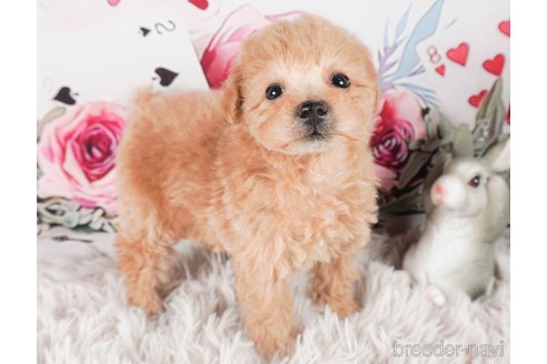 成約済の茨城県のタイニープードル-286502の1枚目