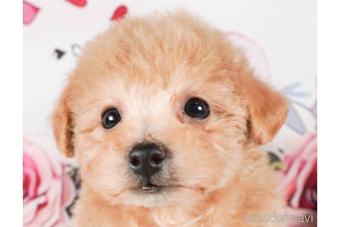 成約済の茨城県のタイニープードル-286502の4枚目