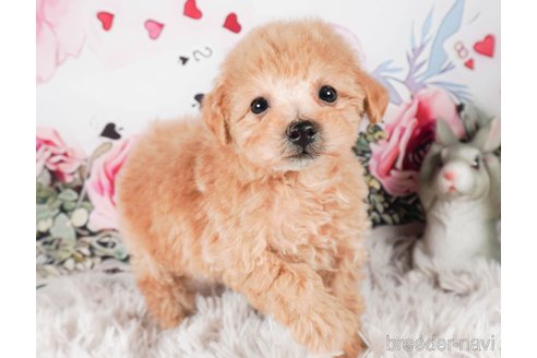 成約済の茨城県のタイニープードル-286502の5枚目