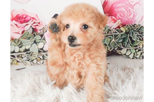 成約済の茨城県のタイニープードル-286502の6枚目