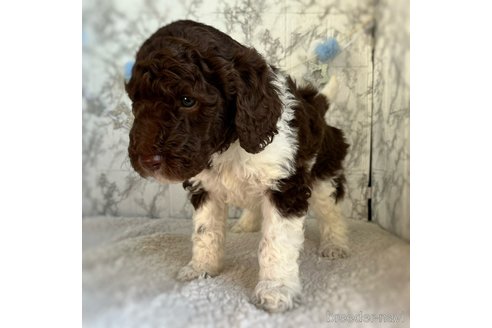 成約済の三重県のスタンダードプードル-286506の3枚目