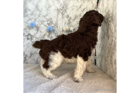 成約済の三重県のスタンダードプードル-286506の4枚目