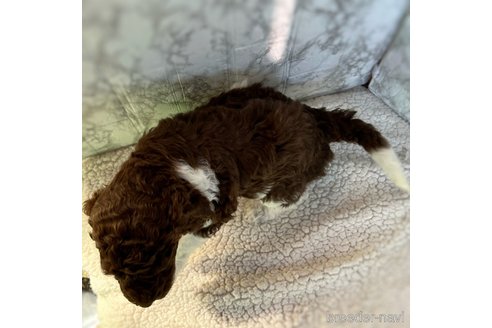 成約済の三重県のスタンダードプードル-286506の5枚目