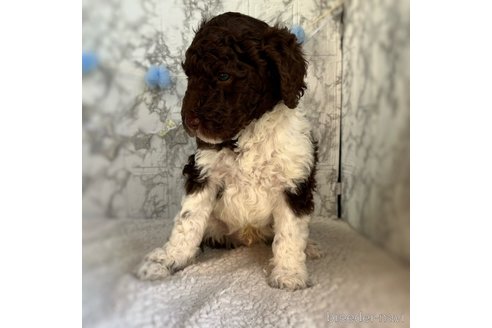 成約済の三重県のスタンダードプードル-286506の2枚目