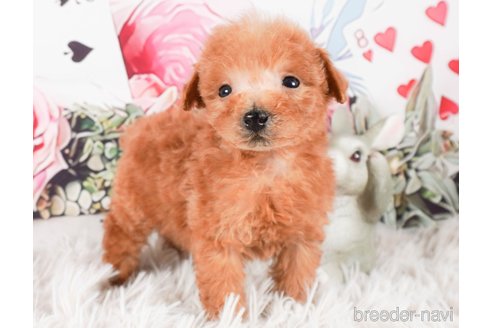 成約済の茨城県のタイニープードル-286512の2枚目