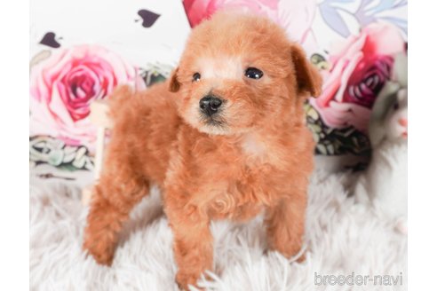 成約済の茨城県のタイニープードル-286512の3枚目