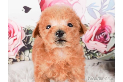 成約済の茨城県のタイニープードル-286512の5枚目