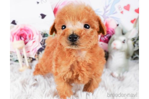 成約済の茨城県のタイニープードル-286512の1枚目