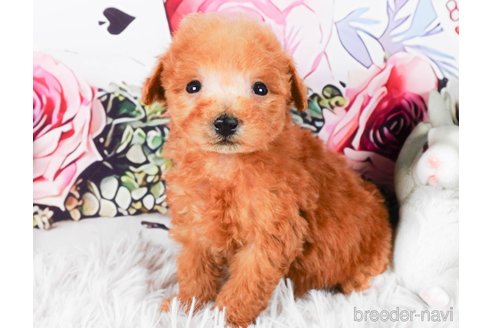 成約済の茨城県のタイニープードル-286512の4枚目