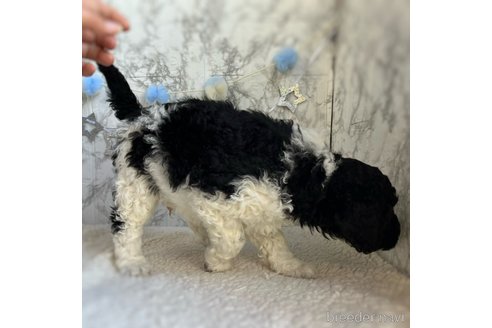 成約済の三重県のスタンダードプードル-286513の3枚目