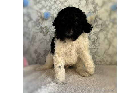 成約済の三重県のスタンダードプードル-286513の4枚目