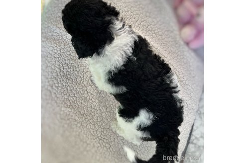 成約済の三重県のスタンダードプードル-286513の5枚目