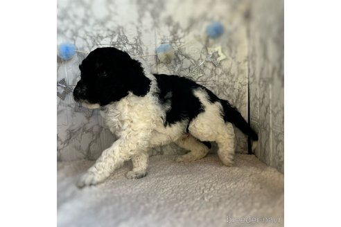 成約済の三重県のスタンダードプードル-286513の2枚目