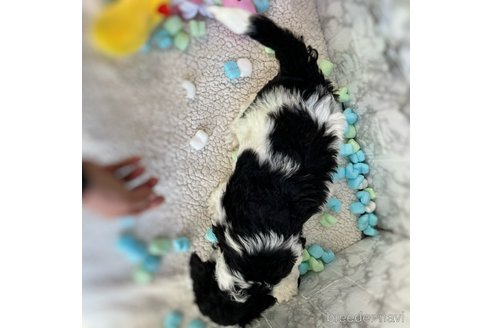 成約済の三重県のスタンダードプードル-286514の3枚目
