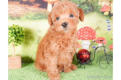 成約済の茨城県のタイニープードル-286515の4枚目