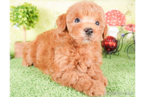 成約済の茨城県のタイニープードル-286515の5枚目