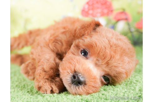 成約済の茨城県のタイニープードル-286515の1枚目