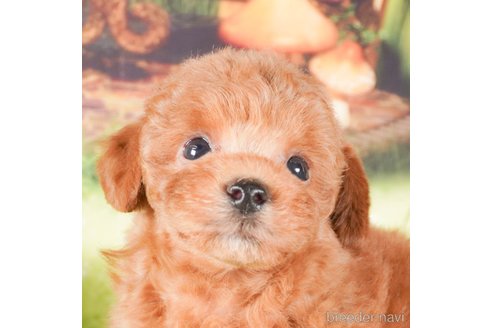 成約済の茨城県のタイニープードル-286515の2枚目