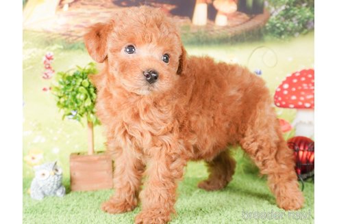 成約済の茨城県のタイニープードル-286515の3枚目