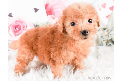 成約済の茨城県のトイプードル-286520の2枚目