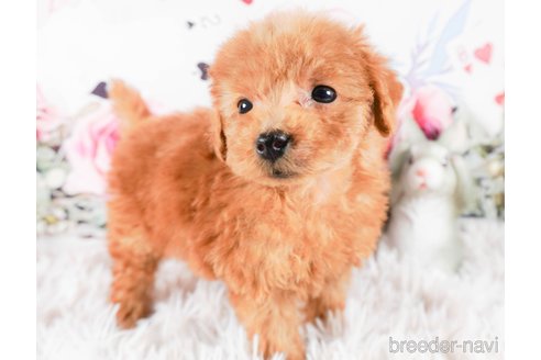 成約済の茨城県のトイプードル-286520の3枚目